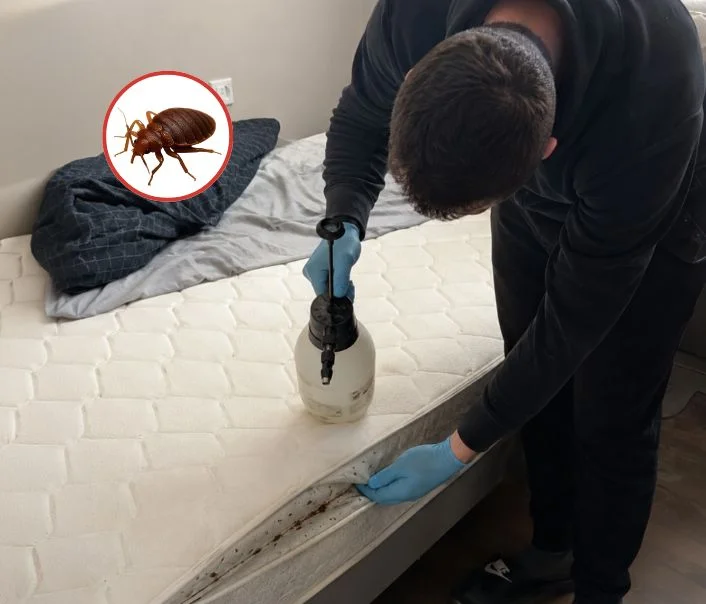 Technicien traitant un matelas contre les punaises de lit à Mouroux